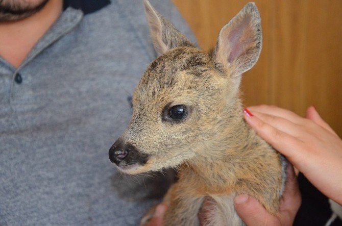 Köylüler Yavru Ceylan Buldu