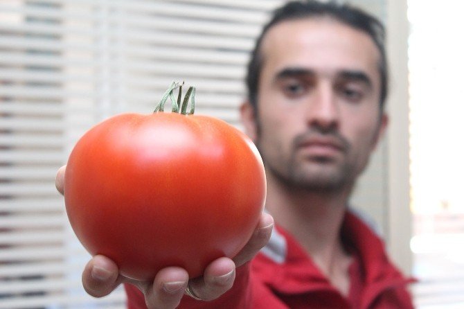 Denizli’de üretilen rekortmen domatesler Gürcistan’a gitti