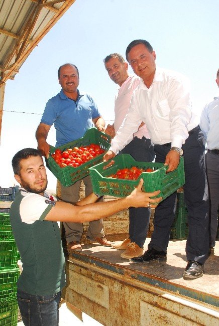 25 bin ton örtü altı domates Rusya’ya ihraç için yola çıktı