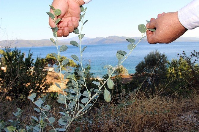 Doğadaki sağlık deposu bitki ‘Kapari’