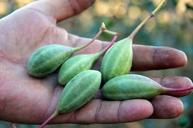 Doğadaki sağlık deposu bitki ‘Kapari’