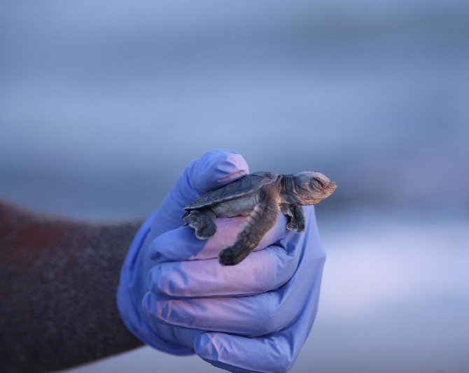 Yeşil deniz kaplumbağalarında bu yıl Kazanlı’da rekor kırıldı
