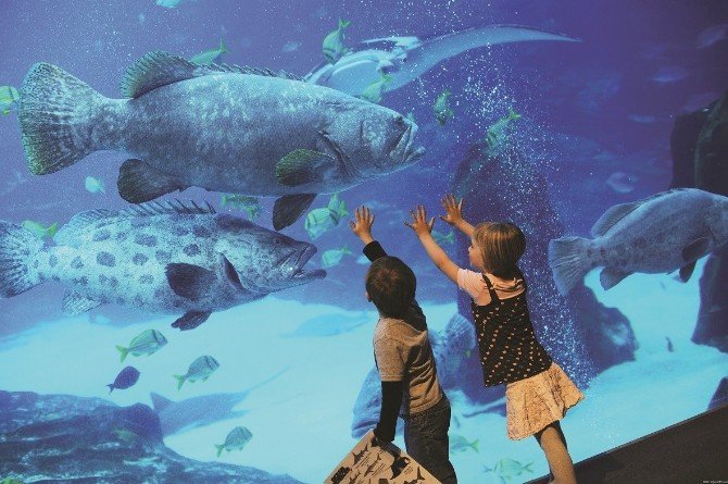 Dünyanın İklim Temalı İlk Akvaryumu Tuzla Vıaport Marina’da Açılıyor