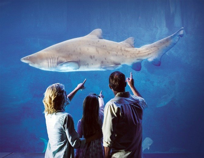 Dünyanın İklim Temalı İlk Akvaryumu Tuzla Vıaport Marina’da Açılıyor