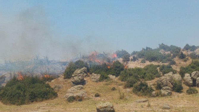 Enez'de orman yangını