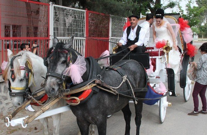 Gelin Arabası Yerine Fayton