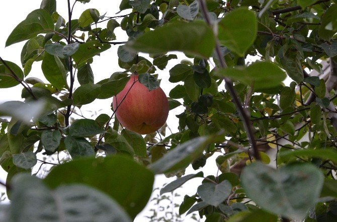 Eskişehir’de ayva ağacında yetişen ilginç meyve