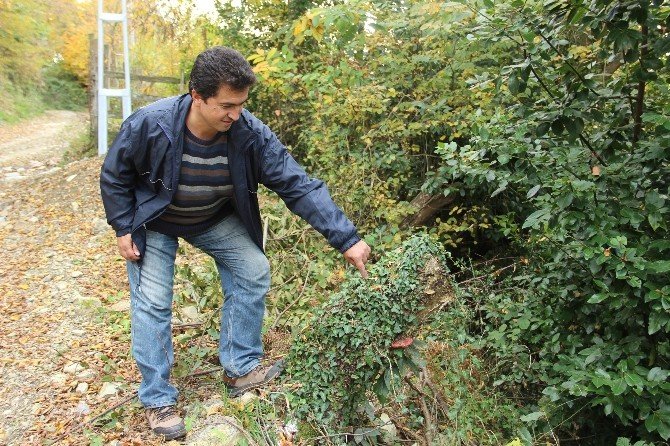 4 yıldır aradığı ‘ölümsüzlük mantarı’nı buldu