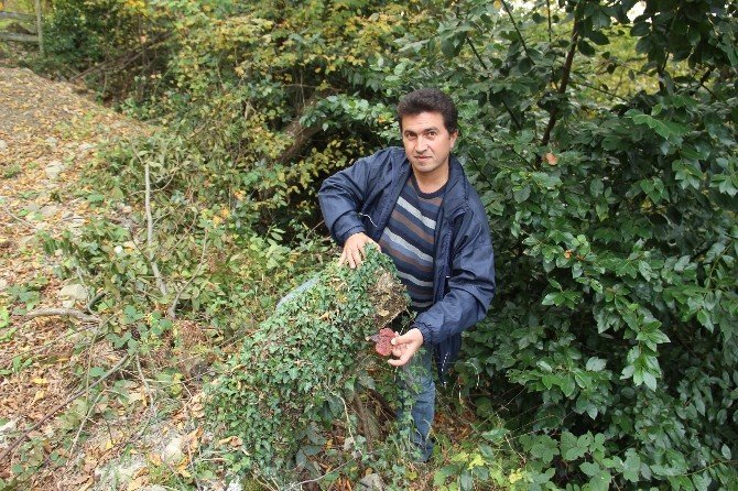 4 yıldır aradığı ‘ölümsüzlük mantarı’nı buldu