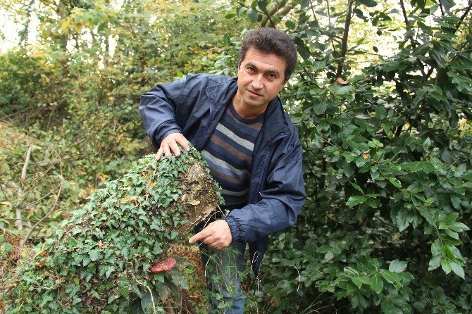 4 yıldır aradığı ‘ölümsüzlük mantarı’nı buldu