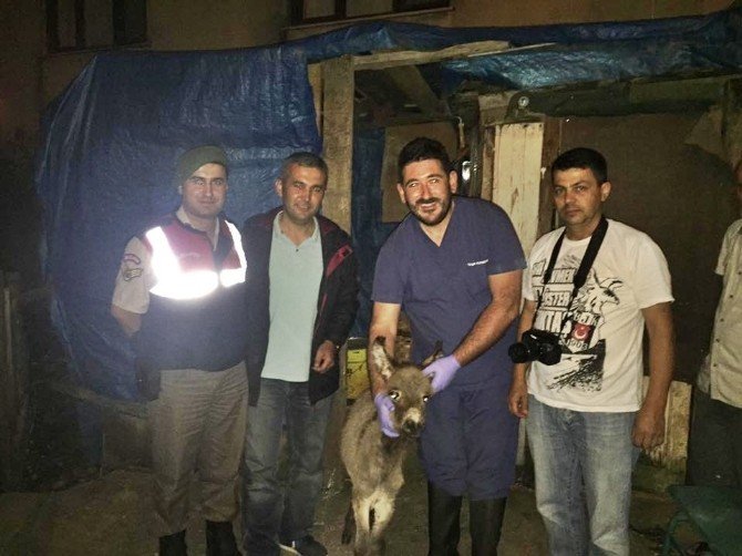 Sevimli Eşsek Sıpası Sahibine Kavuştu