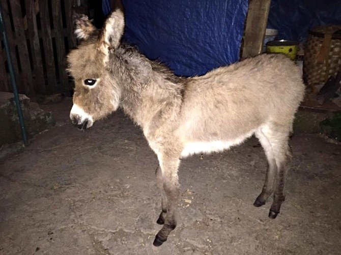 Sevimli Eşsek Sıpası Sahibine Kavuştu