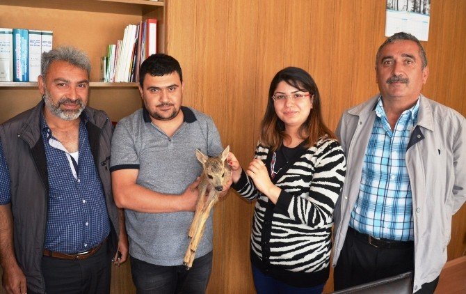 Köylüler Yavru Ceylan Buldu
