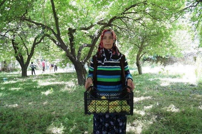 Meyve bağlarında ırgatlık yapan annenin fedakarlığı