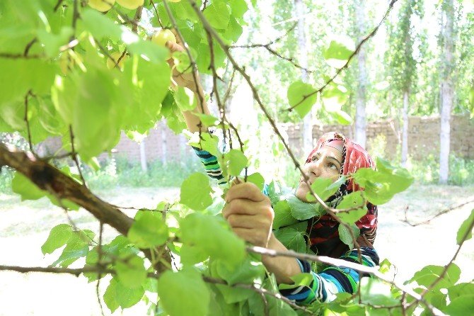 Meyve bağlarında ırgatlık yapan annenin fedakarlığı