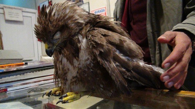 Yaralı kartalı Beşiktaş taraftarı kurtardı