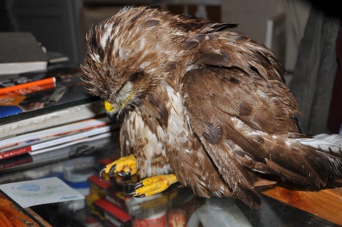 Yaralı kartalı Beşiktaş taraftarı kurtardı