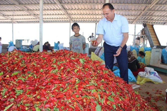 Adıyaman biberi Şanlıurfa ve Kahramanmaraş’a rakip oluyor