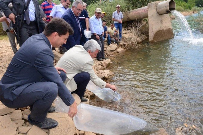 Sekiören Göleti’ne sazan yavruları bırakıldı