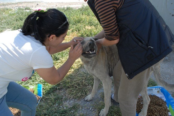 Burdurlu Hayvanseverlerden Çöplükte Yaşayan Hayvanlara Yardım Eli