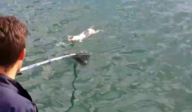 Denizin ortasında mahsur kalan kedi böyle kurtarıldı