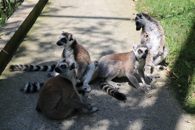 2 Günlük Yavru Lemur Hayvanat Bahçesinin Yeni Maskotu Oldu