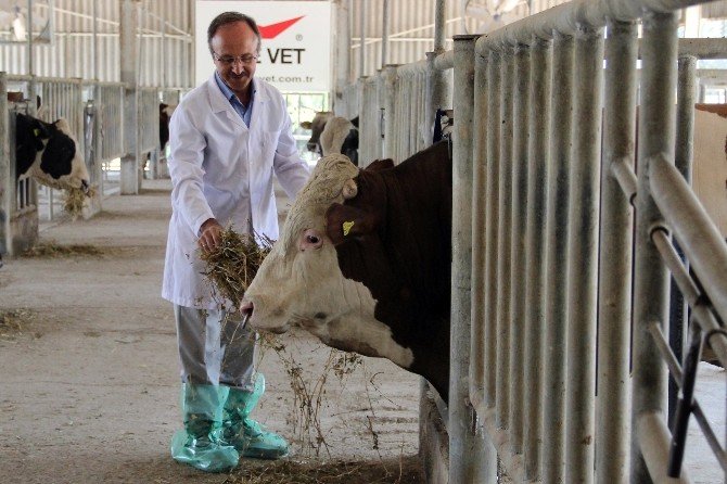 Hayvancılıkta ’çip’ dünyada ilk kez Türkiye’de