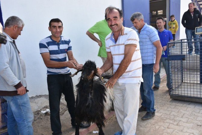 MAKÜ’nün yetiştirdiği Honamlı keçiler, satışa sunuldu