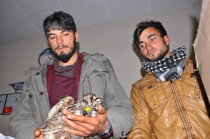 Yaralı kartalı Beşiktaş taraftarı kurtardı