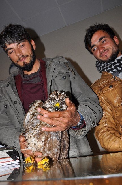 Yaralı kartalı Beşiktaş taraftarı kurtardı