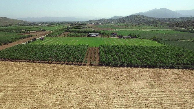 Ödemiş Beydağ Sulamasında 92 bin 500 dekar zirai arazi sulamaya açıldı