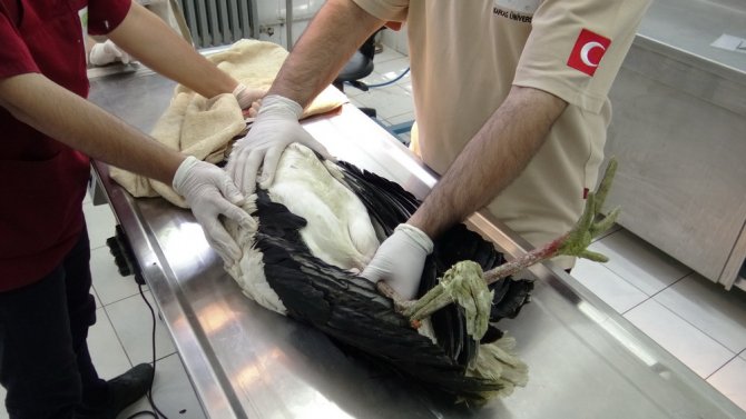 Leyleğe platin bacak takıldı