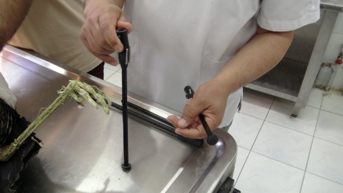 Leyleğe platin bacak takıldı