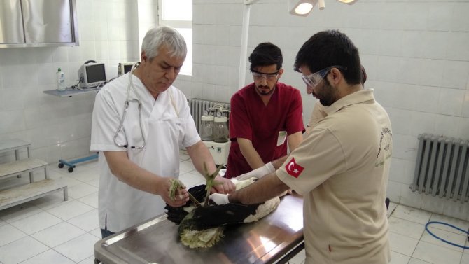 Leyleğe platin bacak takıldı