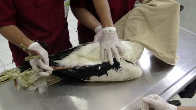 Leyleğe platin bacak takıldı