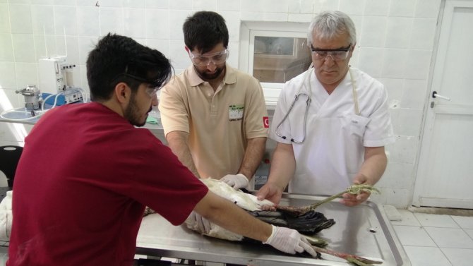 Leyleğe platin bacak takıldı