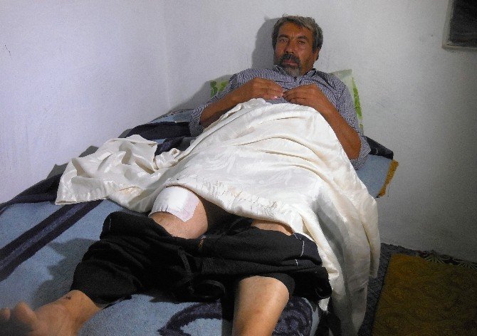 Hayatını çoban köpeği kurtardı