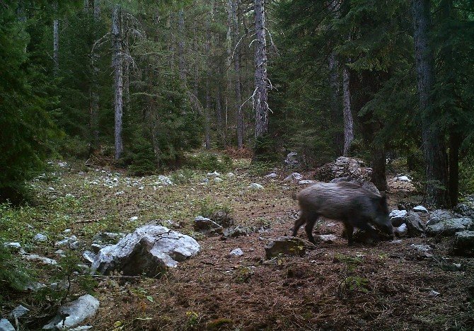 Hayatını çoban köpeği kurtardı
