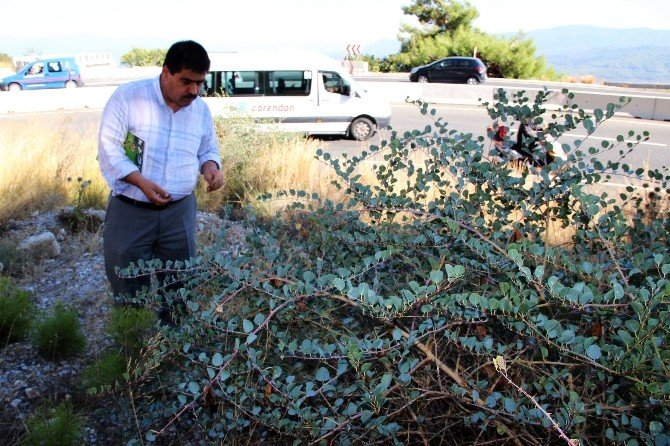 Doğadaki sağlık deposu bitki ‘Kapari’