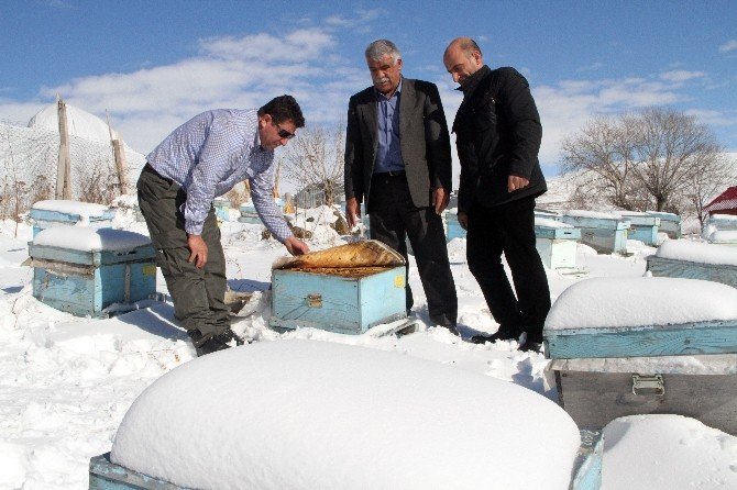 Evliyaoğlu: "Kar altında kışlatma, arının ömrünü uzatıyor"