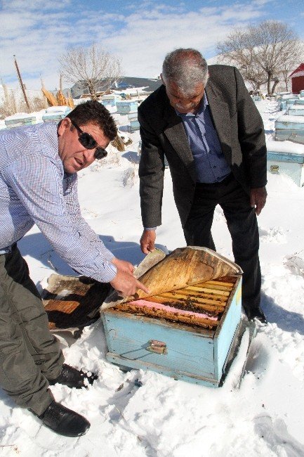 Evliyaoğlu: "Kar altında kışlatma, arının ömrünü uzatıyor"