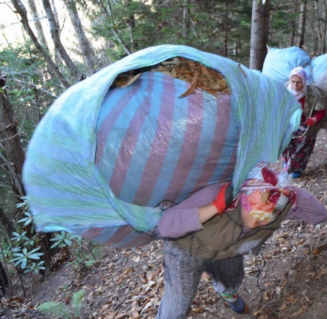 Karadeniz kadını zor yükün altına giriyor