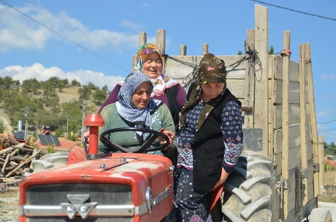Tosyalı kadınların traktör marifeti