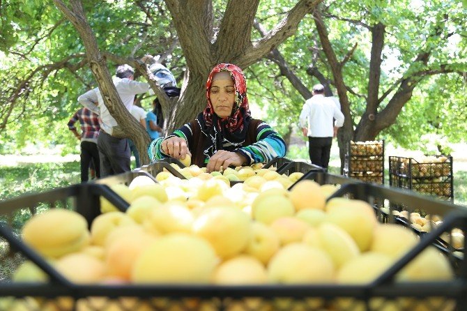 Meyve bağlarında ırgatlık yapan annenin fedakarlığı