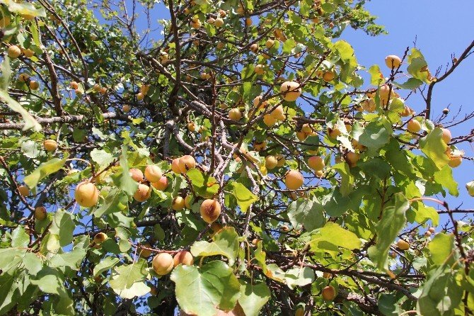 Eylül ayında meyve veren kayısı ağacı şaşırtıyor