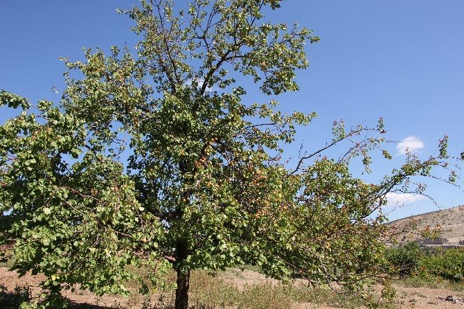 Eylül ayında meyve veren kayısı ağacı şaşırtıyor