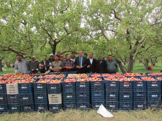 Çamardı Kaymakamı Mustafa Serin elma hasadında inceleme yaptı