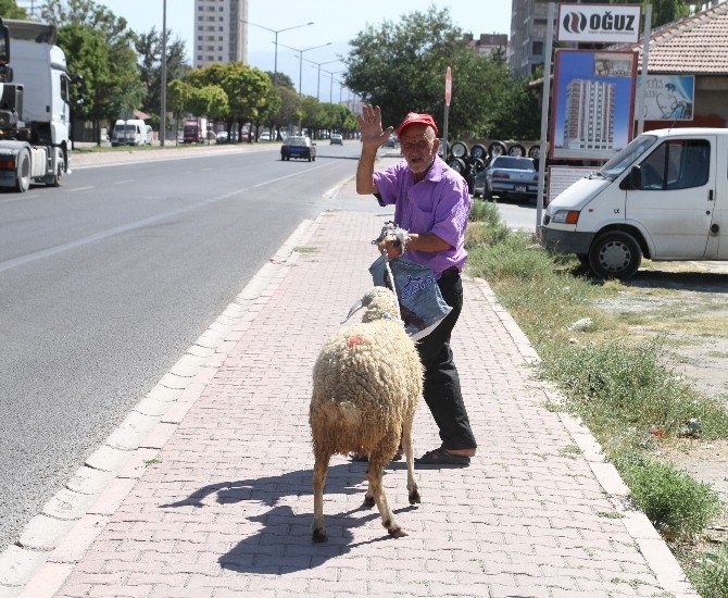 - Kesmek için aldığı kurbanlıkla arkadaş oldu