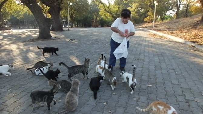 Emekli hemşire sokak kedilerine sahip çıktı