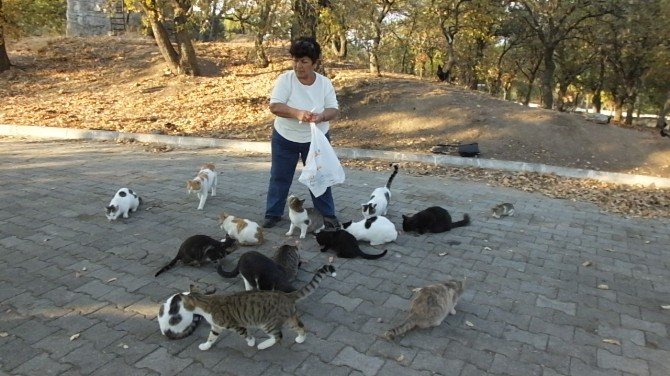 Emekli hemşire sokak kedilerine sahip çıktı